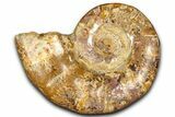 Jurassic Ammonite (Euaspidoceras) Fossil - Madagascar #365336-1